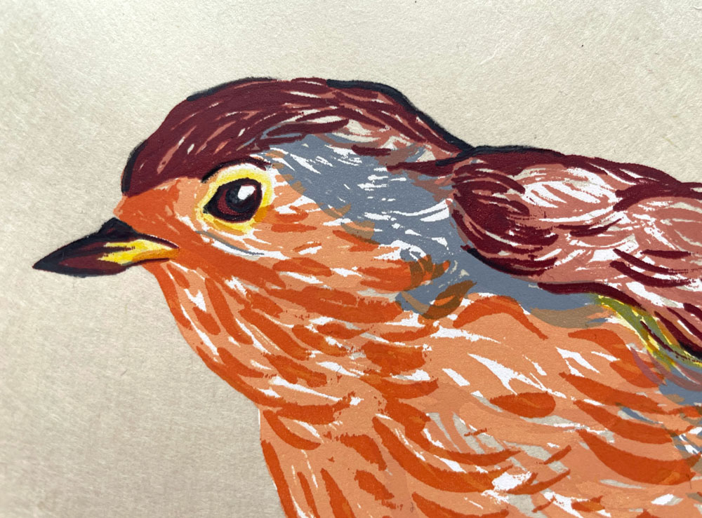 Erithacus Rubecula - © Montse Sanchez Vioque