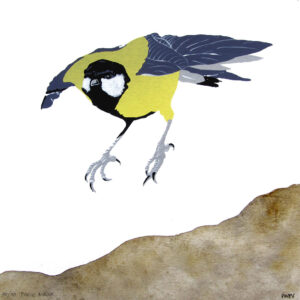 Parus Major - © Montse Sanchez Vioque