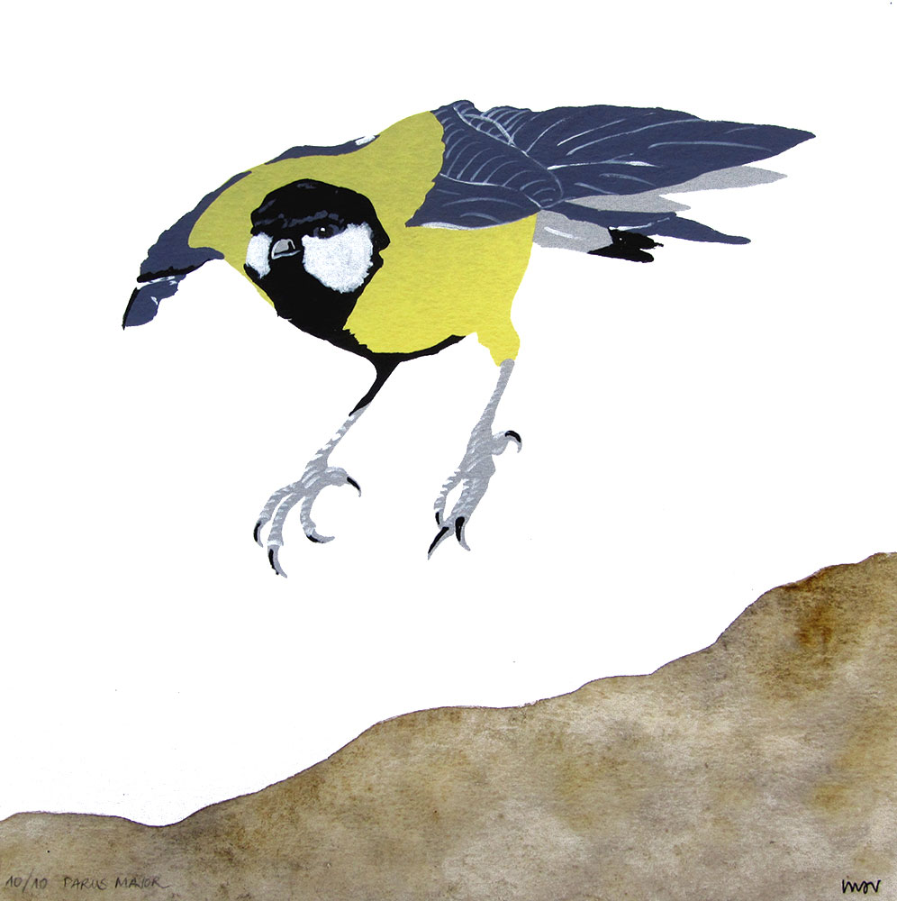 Parus Major