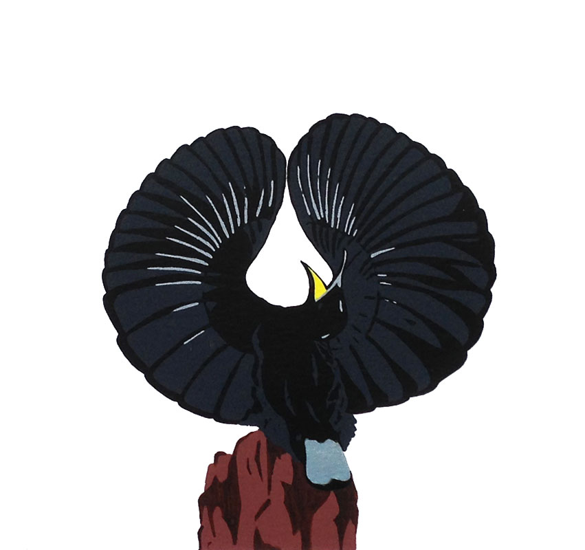 Ptiloris Victoriae